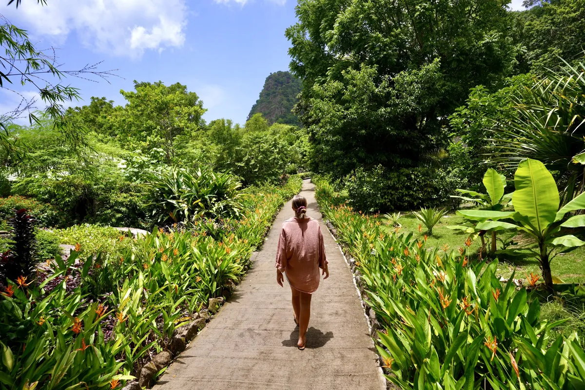 A garden path lined with heliconia flowers leading toward a green mountain